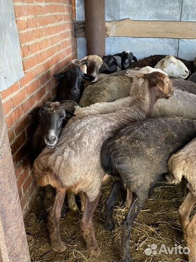 Овцы бараны