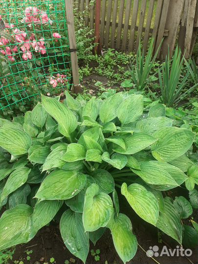 Хоста растение