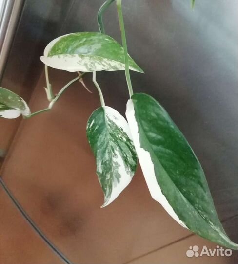 Сингониумы, антуриум, эпипремнум, рафидофора