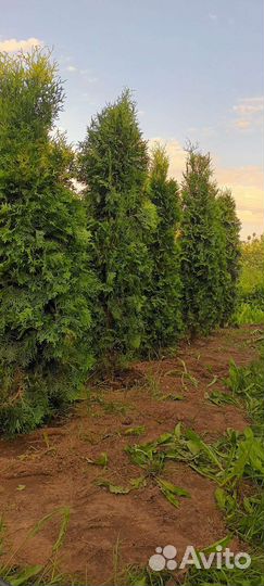 Туя смарагд