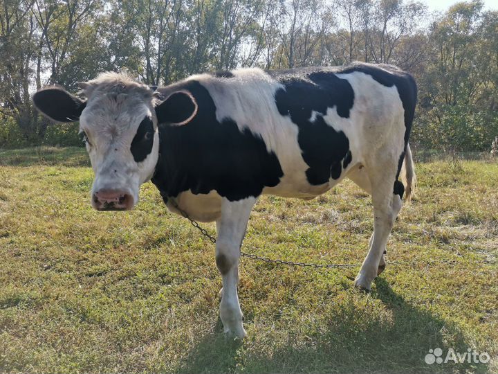 Тёлочка 7 месяцев