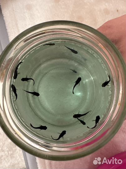 Мальки моллинезии