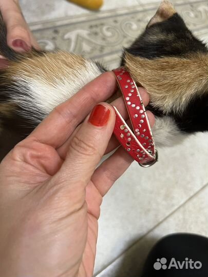 Найдена кошка