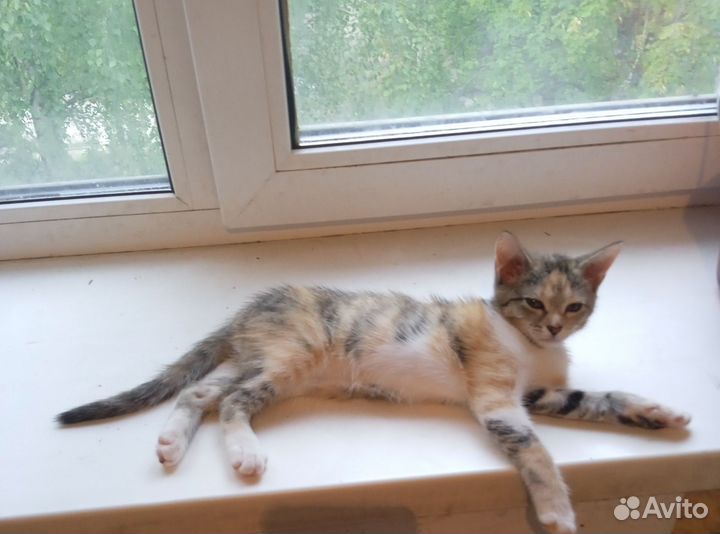 Котята в добрые руки два мальчика и девочка