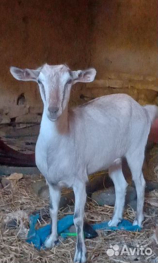 Нубийская коза