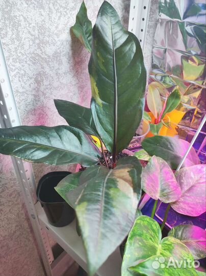 Антуриум ренессанс вар