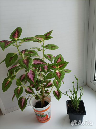 Комнатные растения