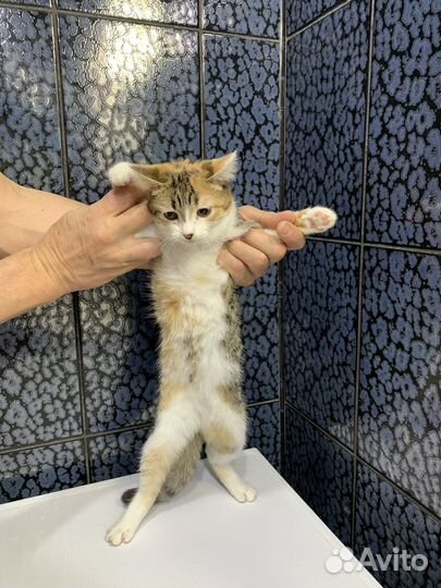 Девочка родившаяся в теплосетях