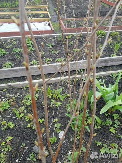 Вишня Шоколадница Владимирская