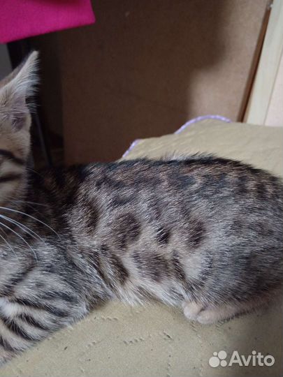 Бенгальский котенок