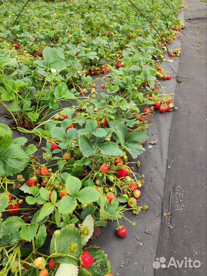 Рассада клубники