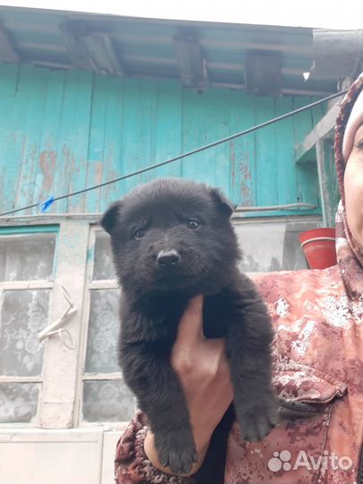 Продаются щенки вео