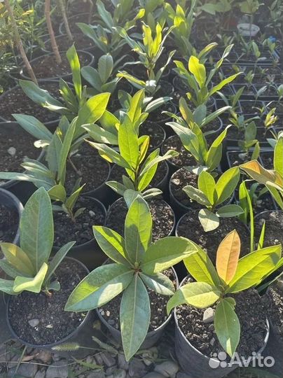 Магнолия Грандифлора