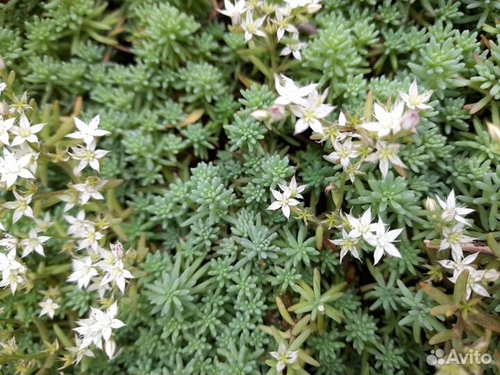 Очиток почвопокровный-100, седум-100