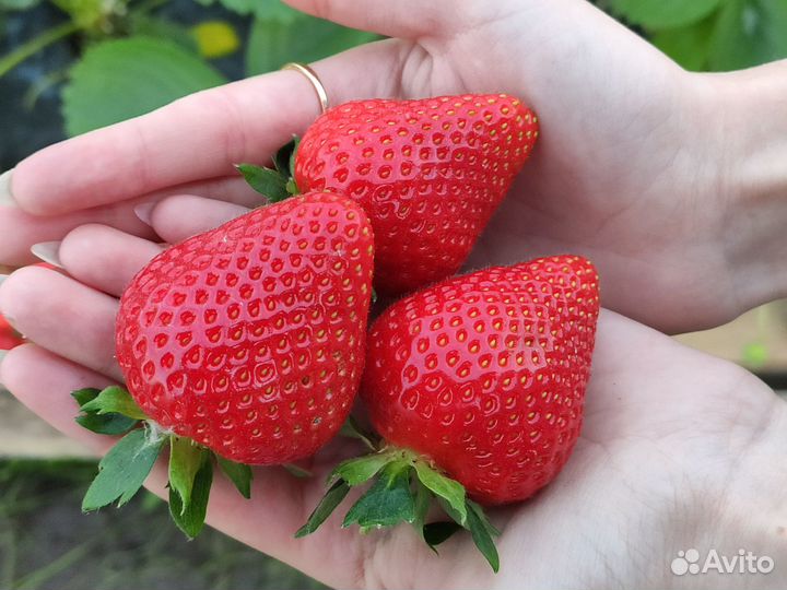 Рассада садовой земляники (клубники) 2023 год