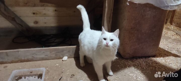 Кошечка ищет дом