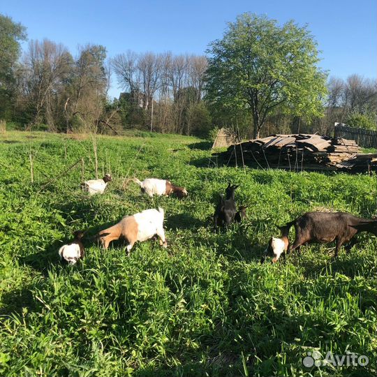 Камерунские козы, козлята