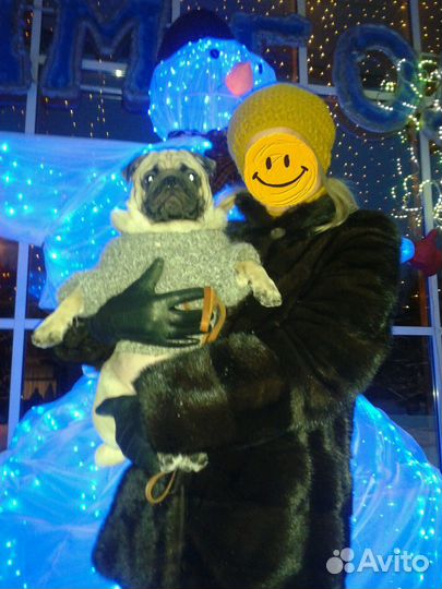 Кофточка для мопса