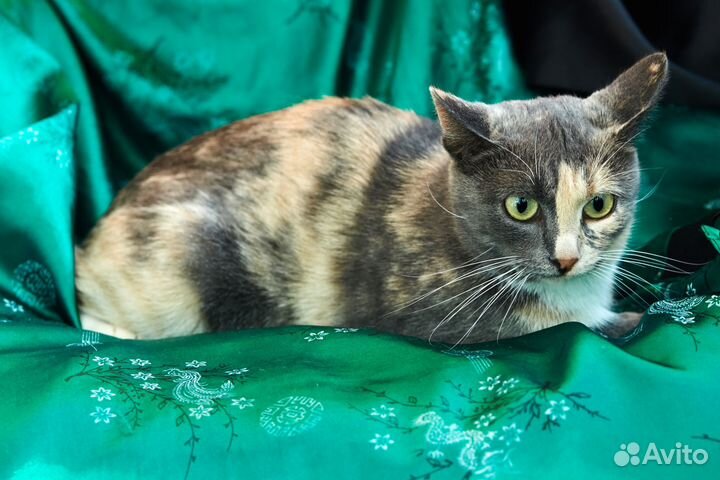 Кошечка Билли ищет дом