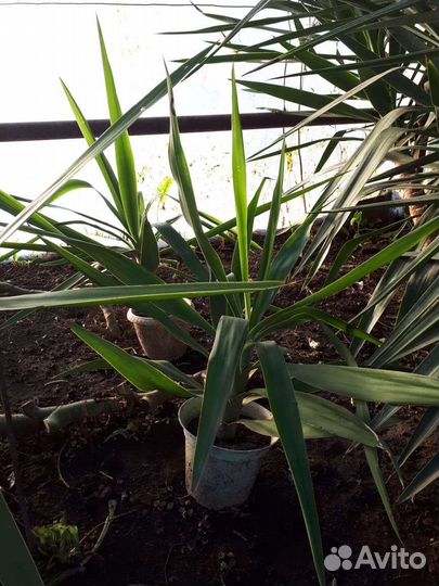 Комнатные цветы юкка