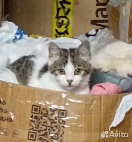 Киса Зефирка, бесплатно