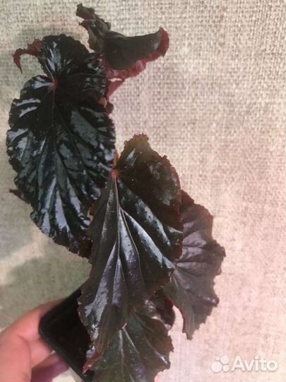 Бегония кейн