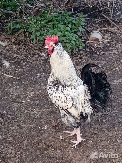 Молодые петушки