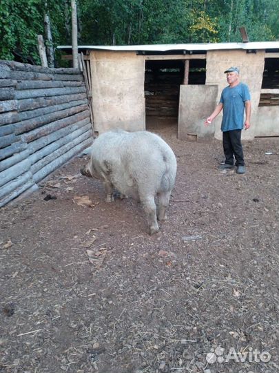 Продам хряка венгерский (пуховый) мангалец