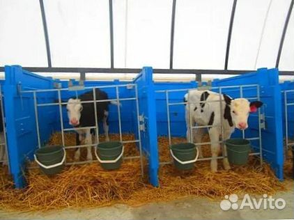 Телята для вашего хозяйства