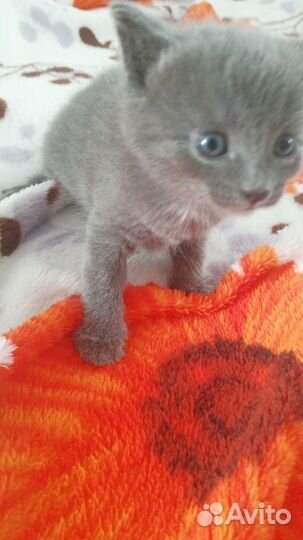 Котята в добрые руки бесплатно