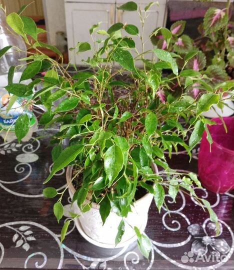 Комнатные цветы