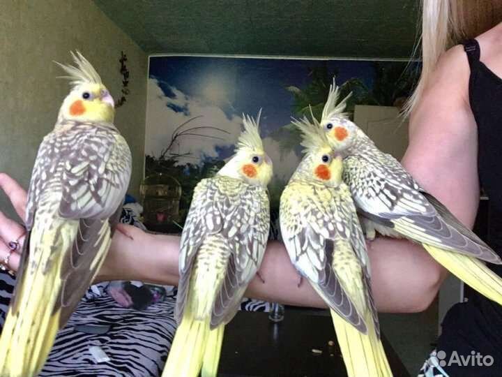 Жемчужные красавцы кареллы