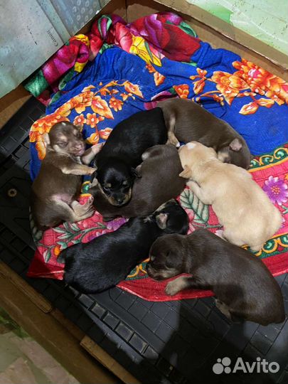 Той-терьер щенки