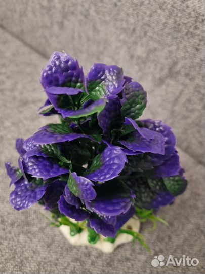 Растения в аквариум