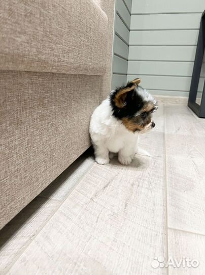 Йоркширский терьер