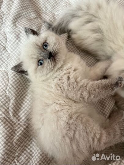 Шотландские котята