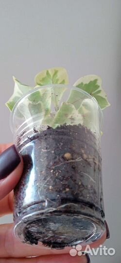 Фикус Триангулярис Вайт