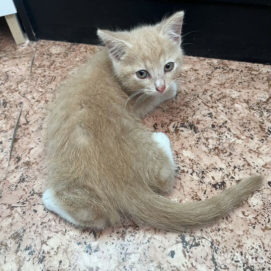 Кошка в дар бесплатно