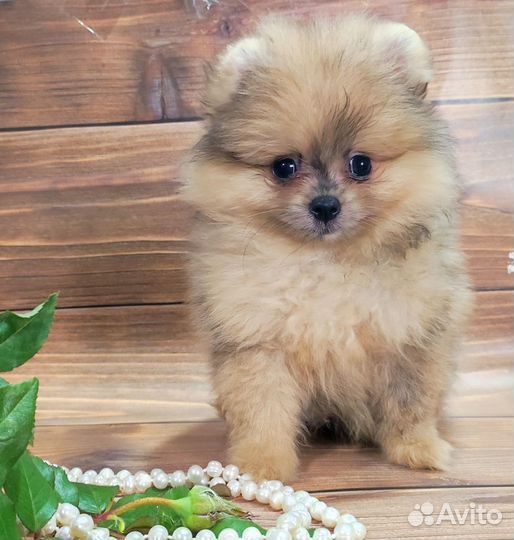 Померанский шпиц