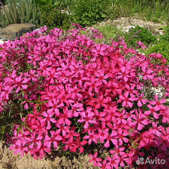 Флокс шиловидный