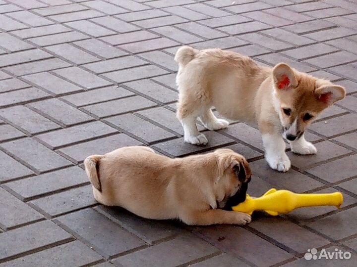 Девочка Коржик РКФ