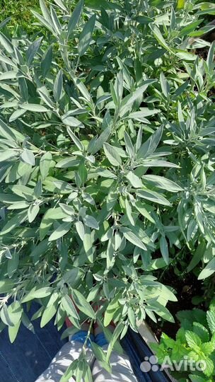 Лекарственные растения