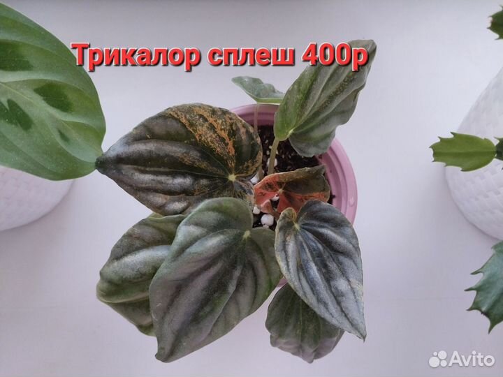 Пеперомии разные 10 сортов