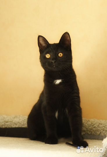 Котенок в добрые руки