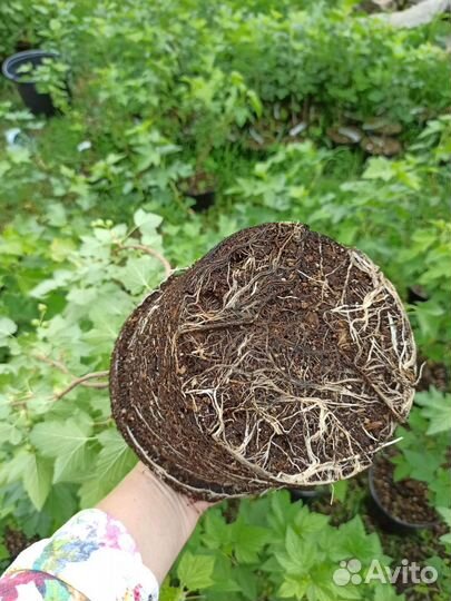 Спиреи, пузыреплодники, ягодные и др