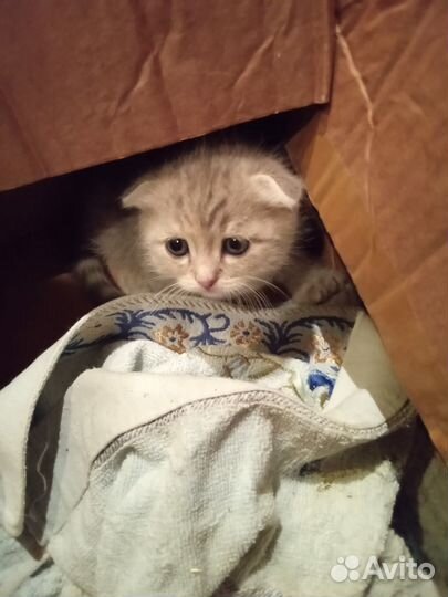 Отдам в добрые руки