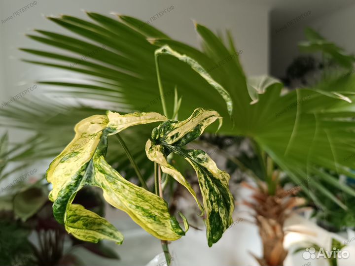 Комнатные разные