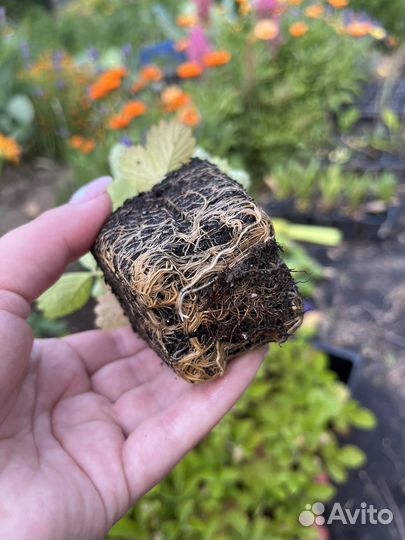 Рассада земляники ремонтантной