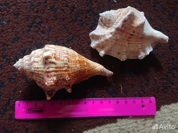 Морские ракушки раковины морская звезда