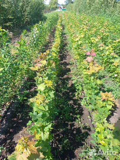 Растений декативные саженцы для озеленения